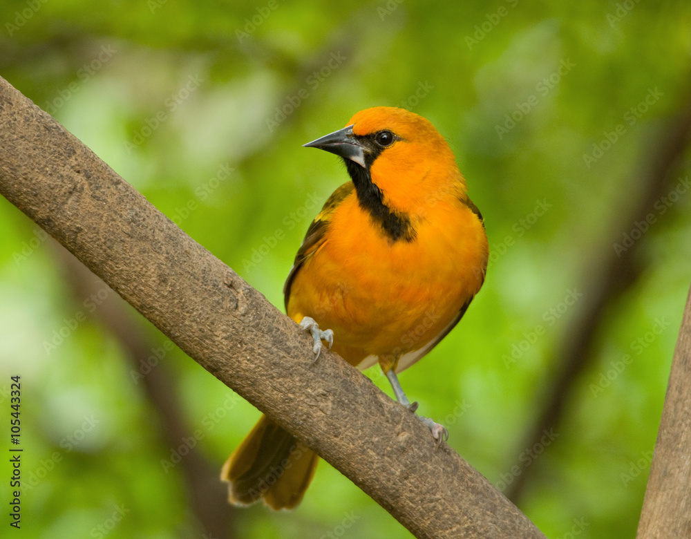 Altamira Oriole