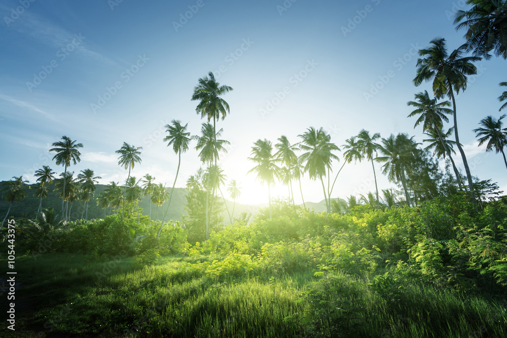 Fototapeta premium sunset in jungle, seychelles