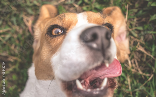 Beagle dog taking selfie photo