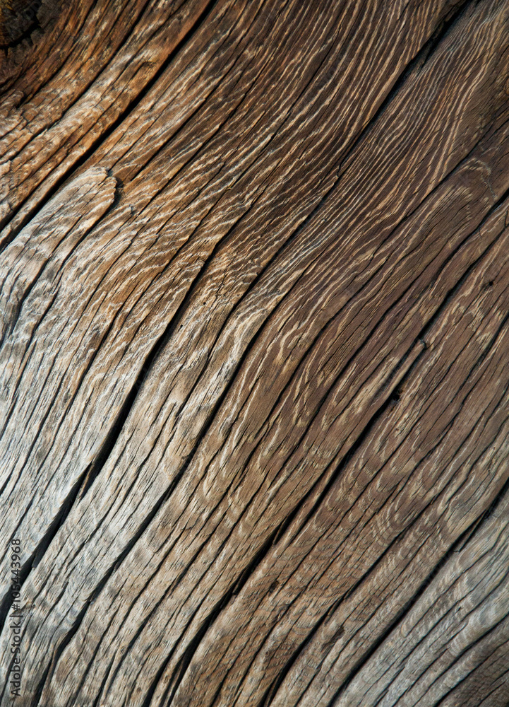 Fototapeta premium Wood of and old tree exposed. Wood Background and Texture.