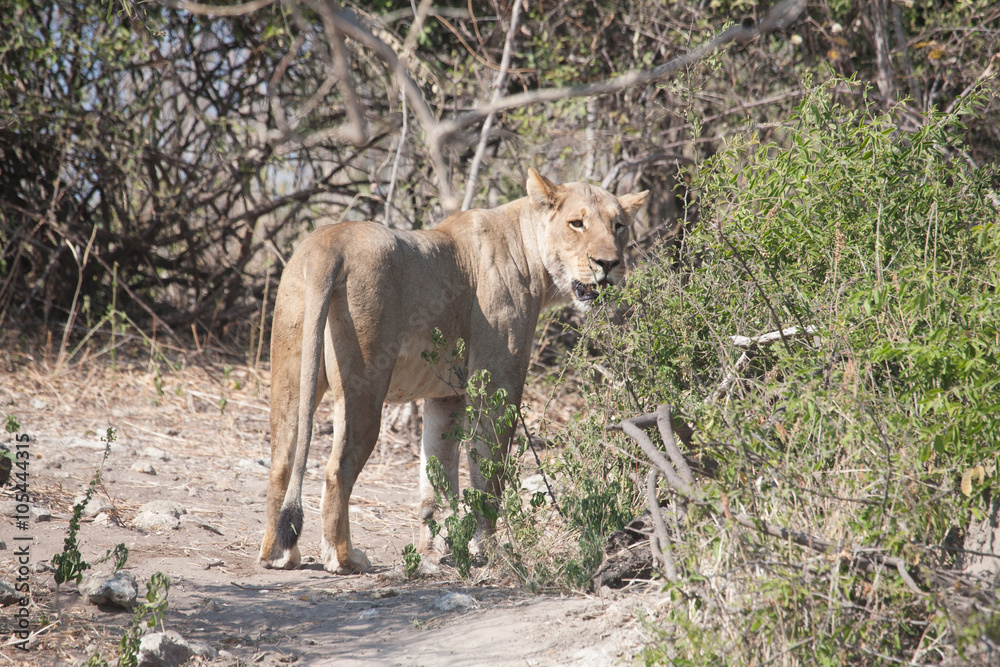 Lioness in Botswana Lioness in Botswana
