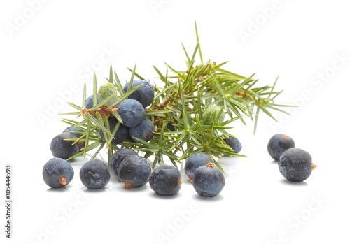 Common Juniper (Juniperus communis) fruits
