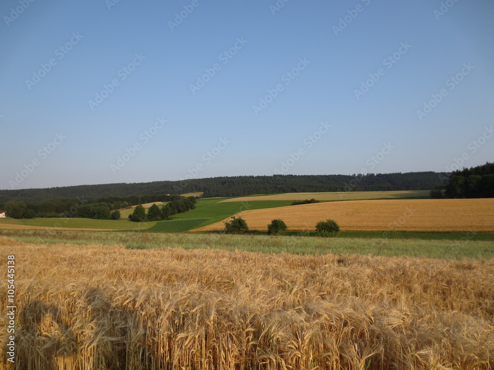 Fototapeta premium Field Germany