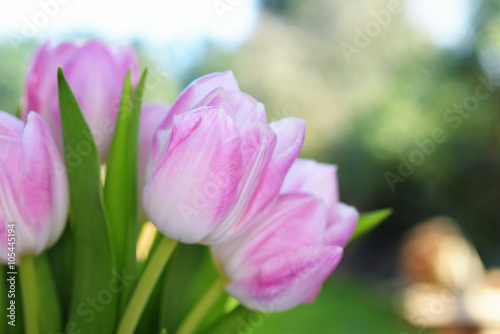 Tulips, Tulip