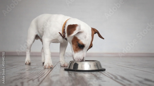 Dog eating food from bowl