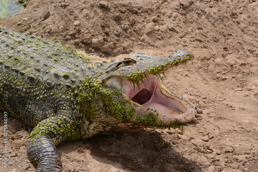 Obraz premium Alligator with gaping mouth on sandy shoreline
