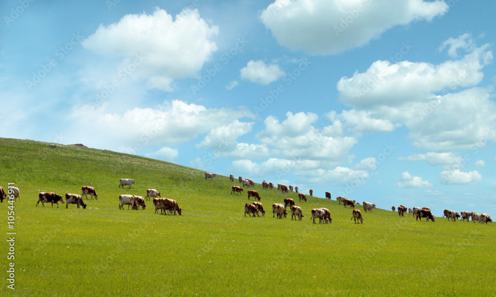 Cows grazing in a summer meadow. 