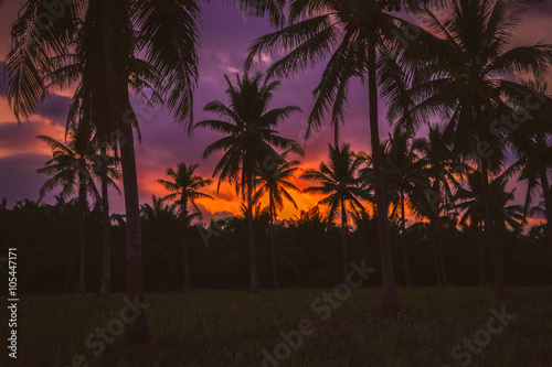Silhouette coconut palm trees at twilight. Vintage tone.