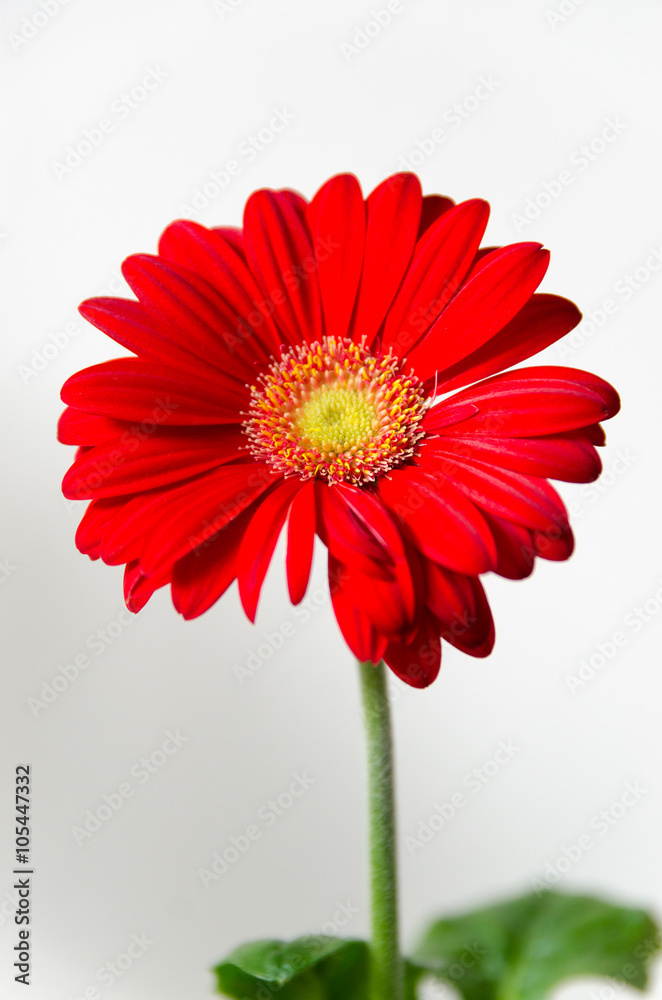 Red gerbera daisy on white background