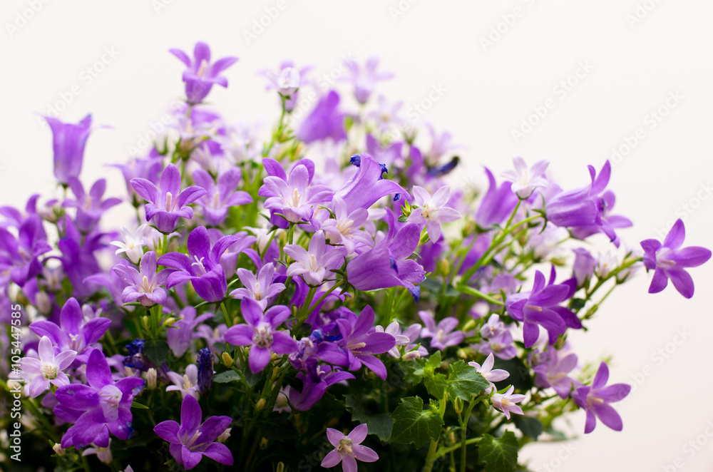 Campanula Addenda or bellflowers on white Campanula Addenda or bellflowers on white