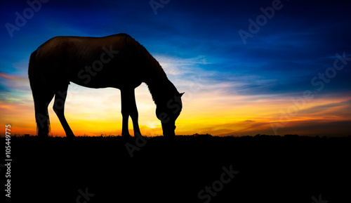 Horse silhouette © fotoslaz
