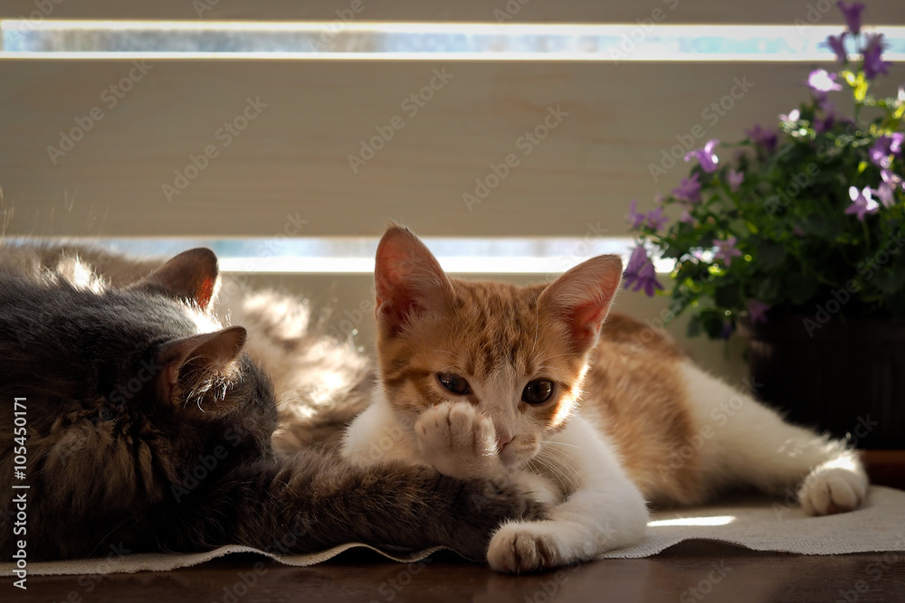 Cat and kitten are sleeping. Cats bask in the sun. On the table a houseplant - flowers bells 