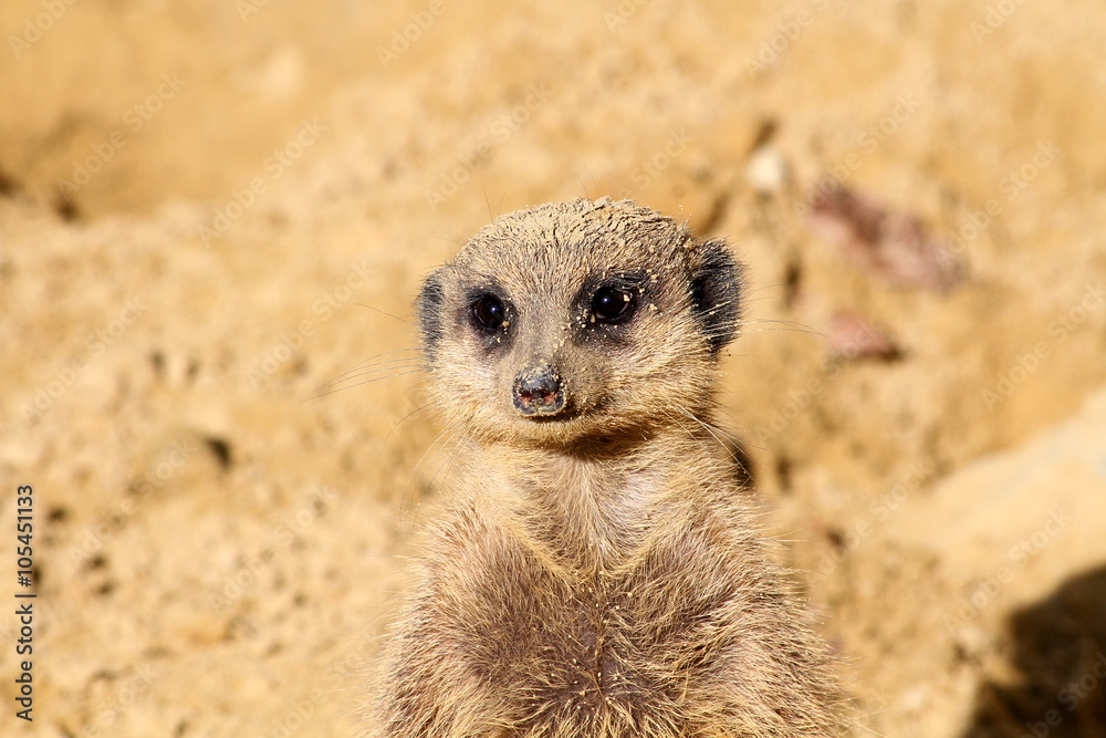Fototapeta premium suricate 15032016