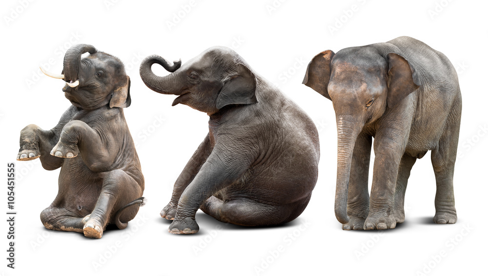 Fototapeta premium Baby elephant isolated