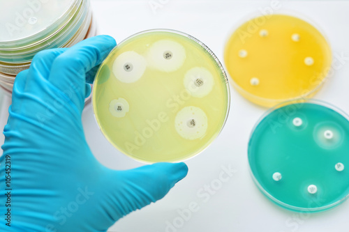 Cuadro en lienzo Antimicrobial susceptibility testing in petri dish