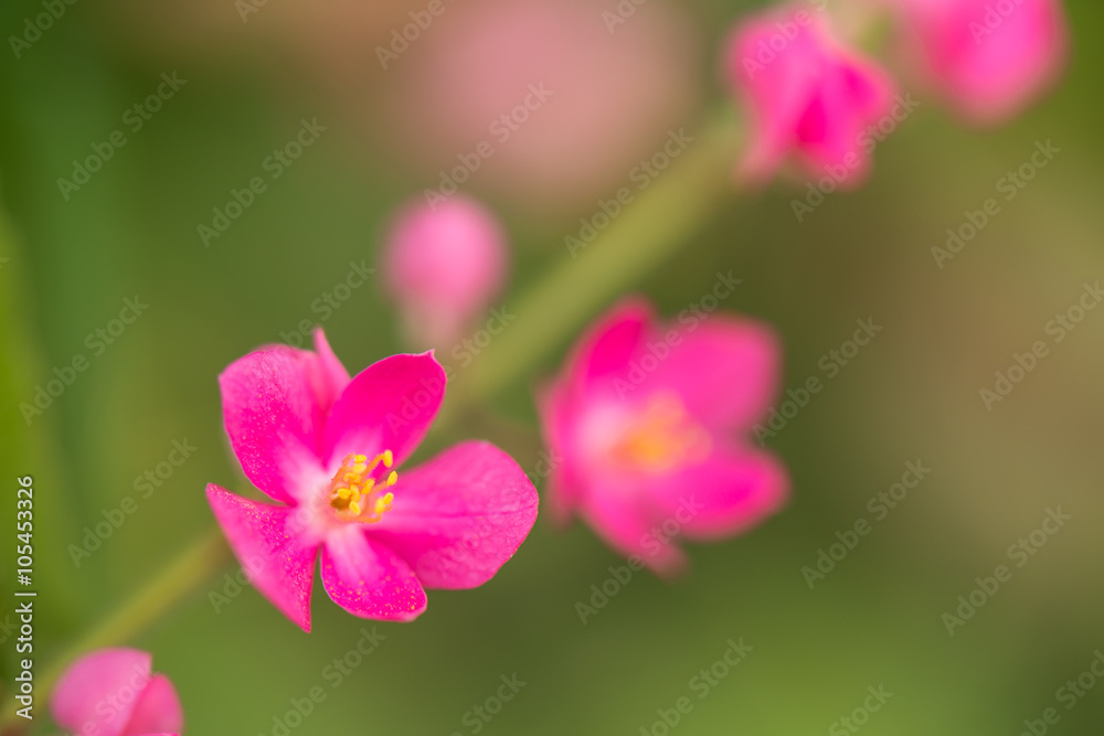 Fototapeta premium Confederate vine flower