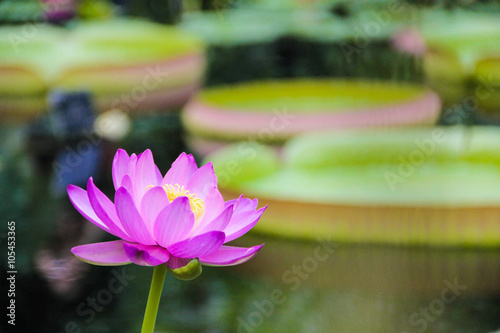 Blooming lotus flower rising up in pond 