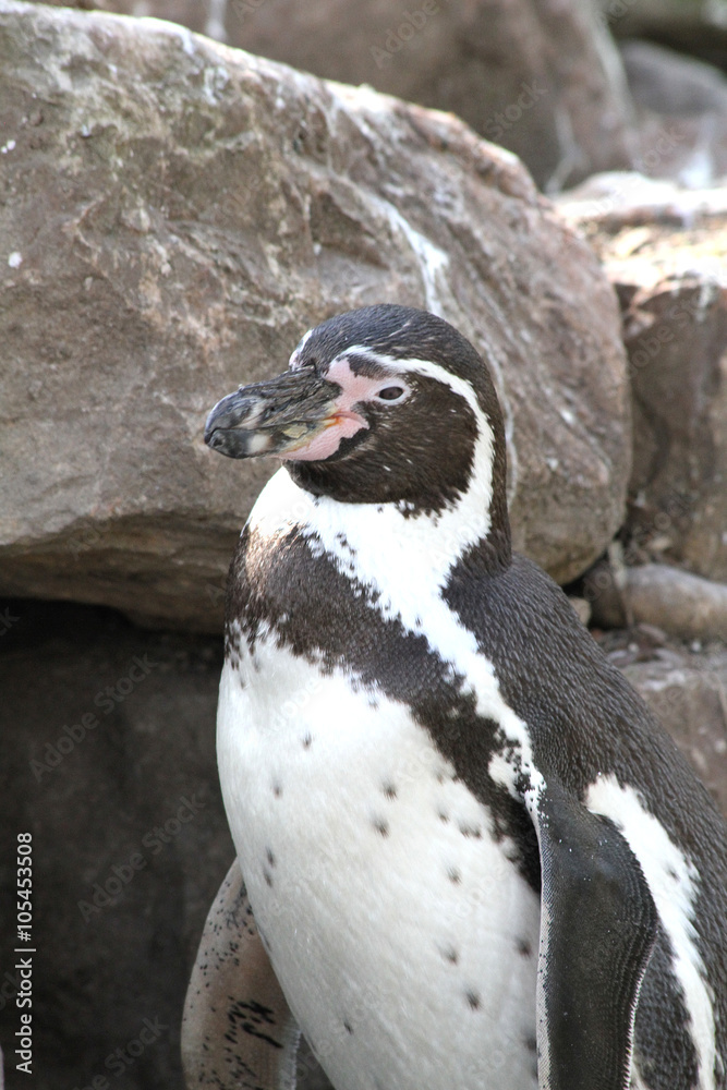 Naklejka premium manchot 15032016