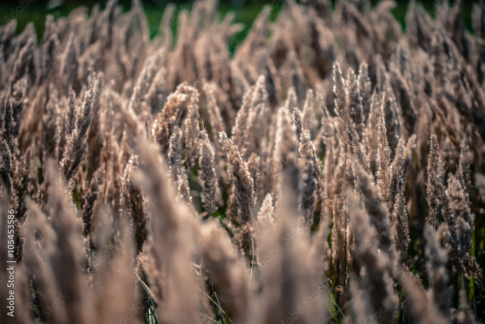 abstract softness beige Feather Grass abstract softness beige Feather Grass
