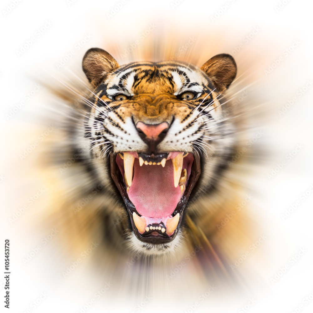 Obraz premium Growl siberian tiger
