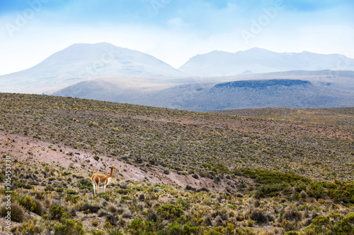vicuna in highlands of Peru