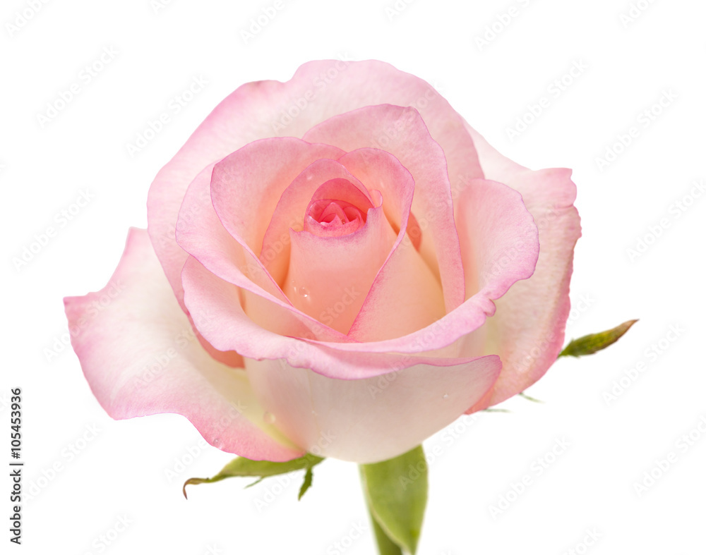 Naklejka premium gentle pink rose