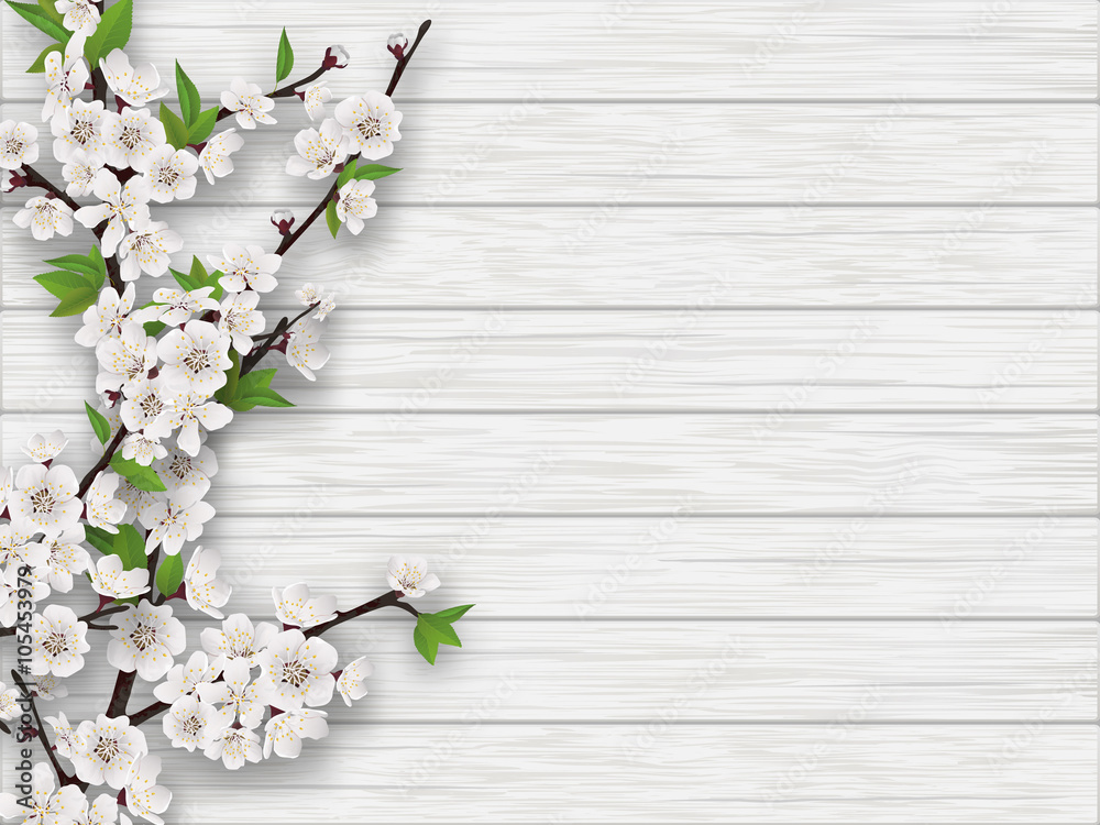 Fototapeta premium Spring blooming cherry branch on white old wood background. Realistic vector illustration.