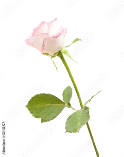 Fototapeta Naklejka Na Ścianę i Meble -  gentle pink rose