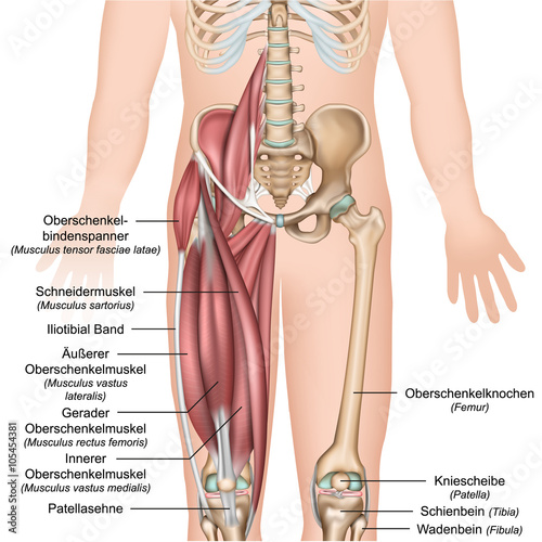 Anatomie Oberschenkel mit Beschreibung der Muskeln deutsch photo