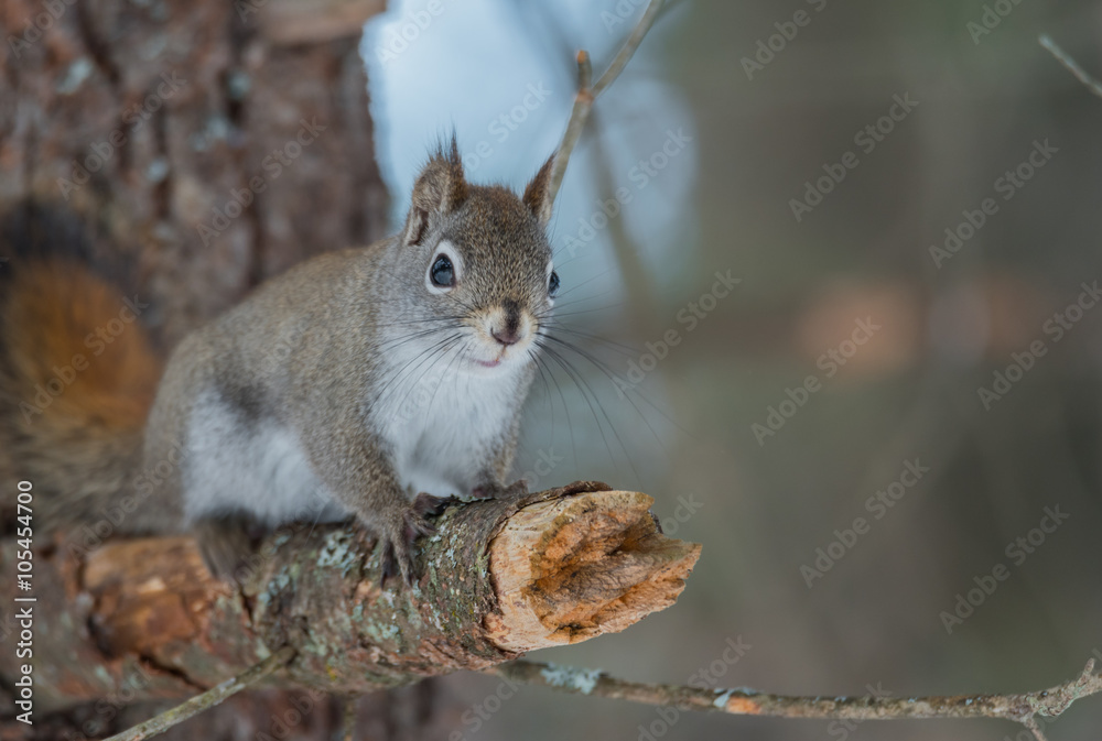 Cute springtime Red squirrel, close up, perched on a broken branch stump on a Northern Ontario pine tree.
Cute springtime Red squirrel, close up, perched on a broken branch stump on a Northern Ontario pine tree.
