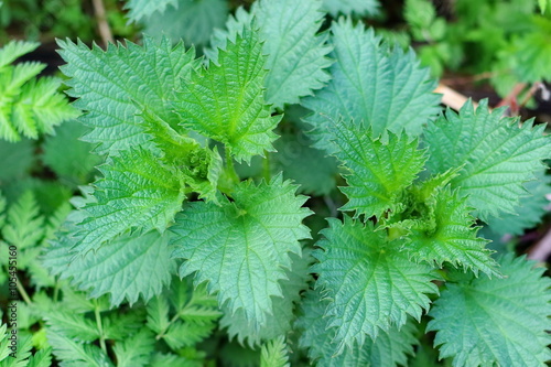 Stinging nettle background