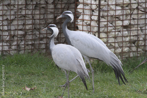 grues Demoiselles 15032016