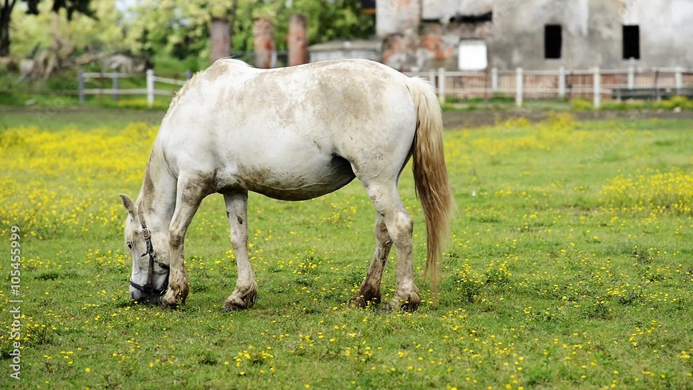 white horse grazing
white horse grazing