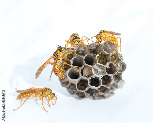 wasp isolated on white background