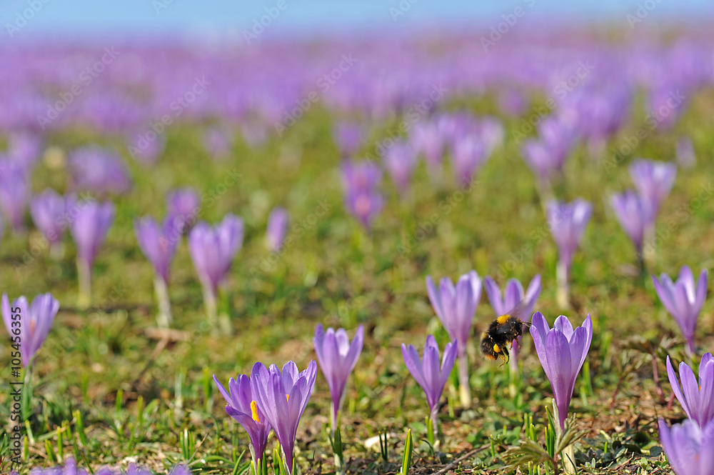 Frühlingsboten im Gebirge