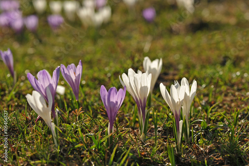 Frühlingsboten im Gebirge