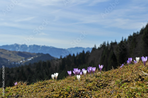 Frühlingsboten im Gebirge