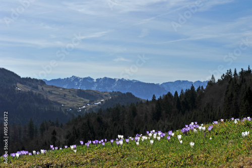 Frühlingsboten im Gebirge