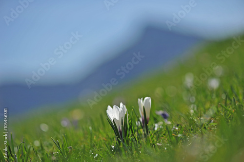 Frühlingsboten im Gebirge