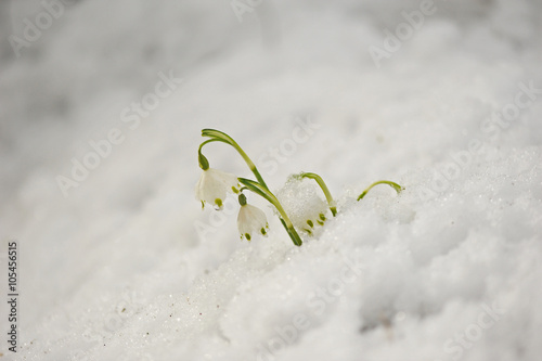 Frühlingsblumen im Schnee