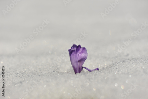 Frühlingsblumen im Schnee