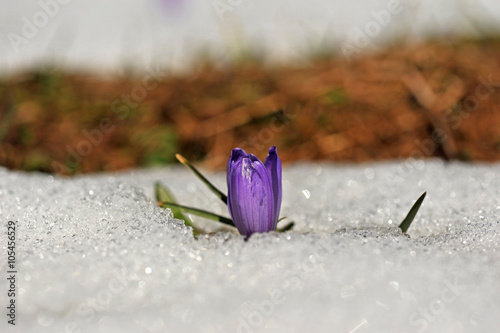 Frühlingsblumen im Schnee