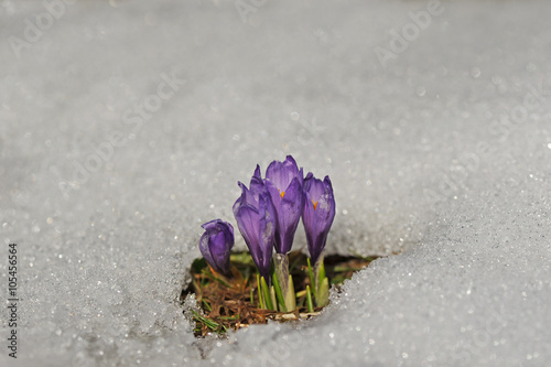 Frühlingsblumen im Schnee