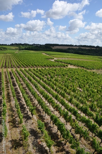 Vineyard in France