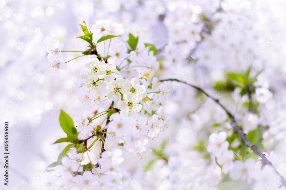 Flowers of the cherry blossoms on a spring day