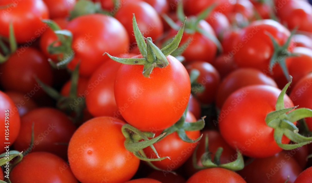 Cherry tomatoes Fresh ripe crop on a large table