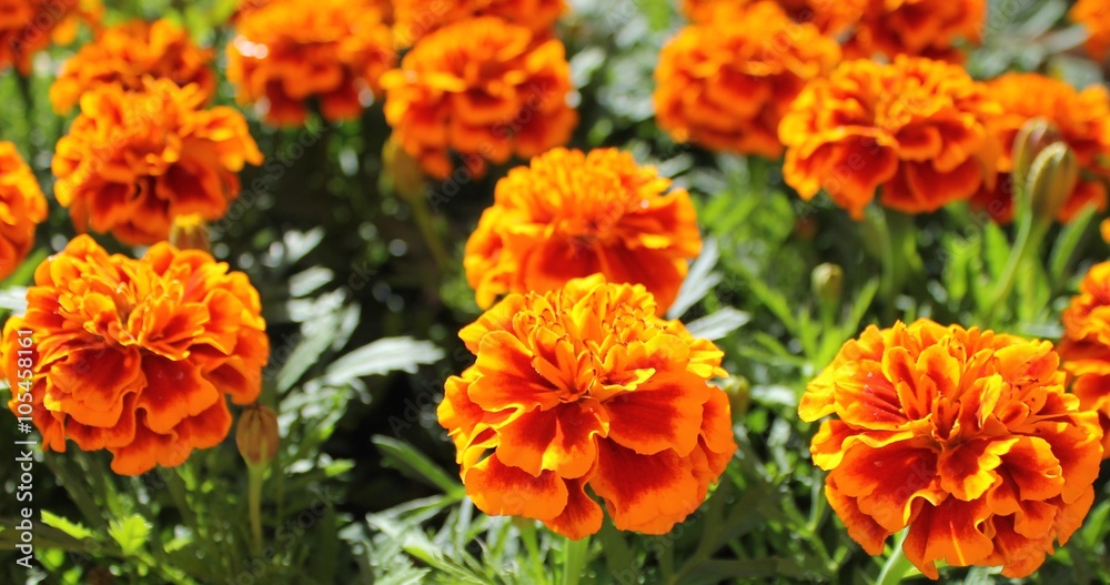 Marigold flowers in a pot seedling spring Marigold flowers in a pot seedling spring