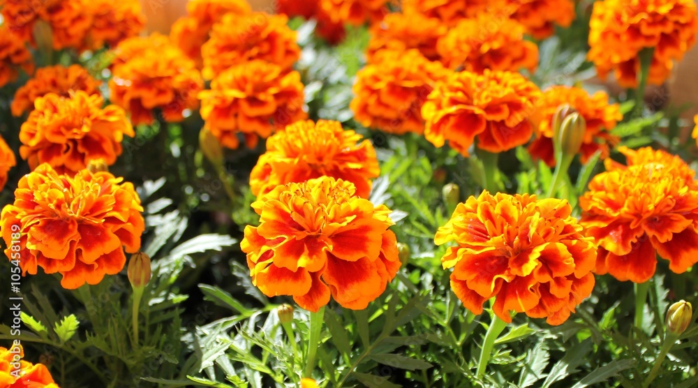 Marigold flowers in a pot seedling spring Marigold flowers in a pot seedling spring
