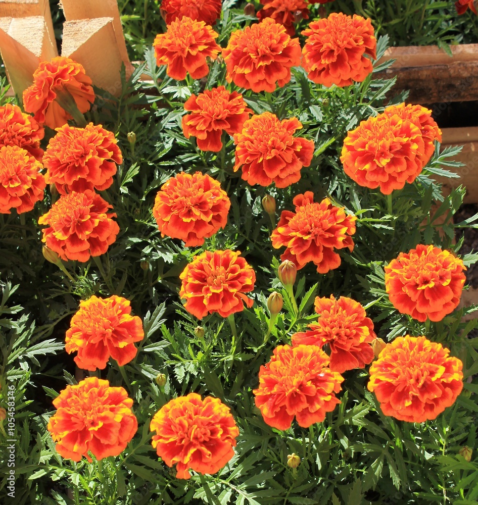 Marigold flowers in a pot seedling spring