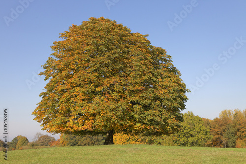 Horse chestnut tree (Aesculus hippocastanum) Conker tree in autumn, Lengerich, North Rhine-Westphalia, Germany, Europe